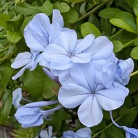 ルリマツリ,ご近所散歩,今日のお散歩,歩くの大好き♡の画像