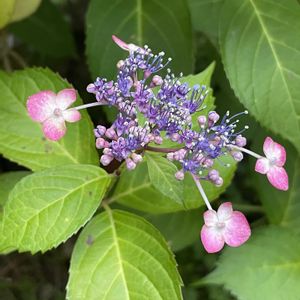アジサイ,アジサイ,ネムノキ,鉢植え,北陸頑張って♡♡♡の画像