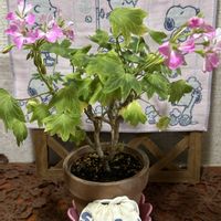 ゼラニウム,毎月2日はスヌーピーの日,2日遅れてめんごめんご,玄関内側の画像