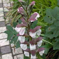 アカンサス,公園散歩,今日のお散歩,歩くの大好き♡の画像