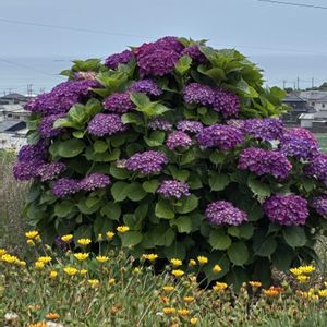 アジサイ,紫陽花,紫陽花 アジサイ あじさい,おでかけ先,ガーデニング初心者の画像