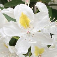 シャクナゲ,お出かけ先にての画像