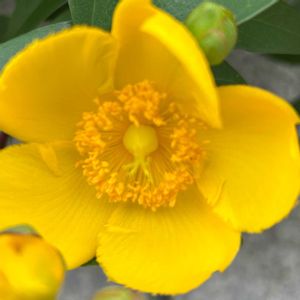 お花大好き♡,キッチン,テラス,玄関内側,その他部屋の画像