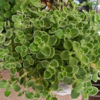 サボテン,アロマティカス,兜丸,紫陽花 ダンスパーティー,多肉植物の画像