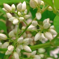 ランタナ,さつき,南天(なんてん),植物のある暮らし,お花大好き✨の画像