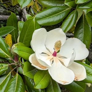 タイサンボク,タイサンボク,大きな花の画像