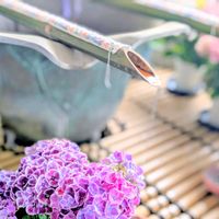 アジサイ,紫陽花,お花,奈良,紫陽花 アジサイ あじさいの画像