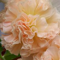 ダリア,ユリ,ルドベキア,タチアオイ,サンゴジュの画像