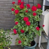 ノイバラ,ブルームーン,バラ　雪あかり,ハイデルベルク,ばら バラ 薔薇の画像
