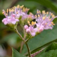コムラサキ,ピンクの花…小さい！,庭の画像