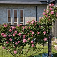 つるゴールドバニー,マリーヘンリエッテ,ベルメール,つるバラ,ばら バラ 薔薇の画像