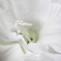 グラジオラスの画像
