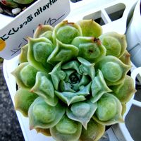 エケベリア,多肉植物,たにく,多肉のある暮らし,多肉植物のある暮らしの画像