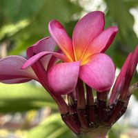 プルメリア,沖縄に咲く花,サムズバイザシー,お出かけ先の画像