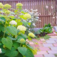 アナベル,アナベル,シモツケ ,梅花甘茶,ミラーレス一眼の画像