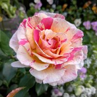 今日の一枚,花のある暮らし,バラを楽しむ,おうち園芸,小さな庭の画像