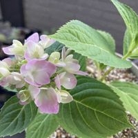 あじさい,多肉植物,ネコ好き,多肉中毒,植中毒の画像