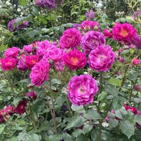 バラ、薔薇、ばら,ぎょりゅうばい,薔薇 ロイヤルセレブレーション,散歩,イングリッシュガーデンの画像