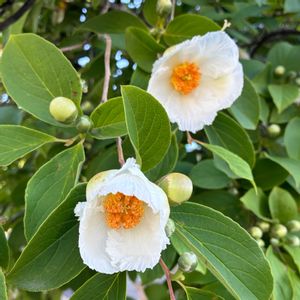 ヒメシャラ,ナツツバキ,白い花,花ブローチ倶楽部,東北人花の会の画像