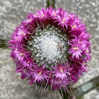 サボテン,Mammillaria spinosissima 'Pico',多肉植物,お花,サボテンの花冠の画像