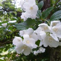 ウツギ,バイカウツギの画像