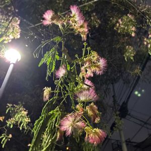ネムノキの画像