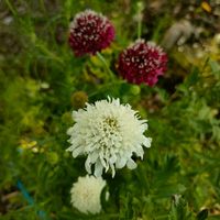 ヤグルマギク,シャスターデージー,セイヨウマツムシソウ,ガーデニング,花のある暮らしの画像