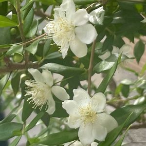 斑入りアベリア,ギンバイカ（銀梅花）,アガパンサス❇︎,マンションエントランス花壇の画像