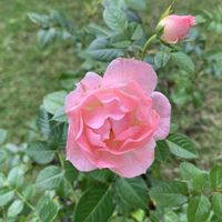 バラ,ミニバラ,薔薇,ばら,ミニ 薔薇の画像