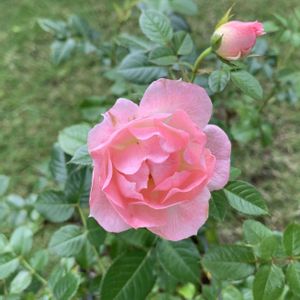 バラ,ミニバラ,薔薇,ばら,ミニ 薔薇の画像