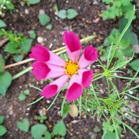 コスモス,コスモス,コスモスシーシェル,我が家のお花,おうち園芸の画像