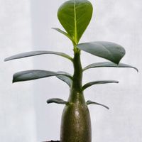 アデニウム,アデニウム オベスム,塊根植物,インテリアグリーン,緑のある暮らしの画像