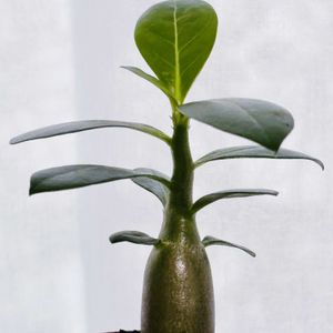 アデニウム,アデニウム オベスム,塊根植物,インテリアグリーン,緑のある暮らしの画像