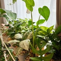 クワズイモ,観葉植物,インテリアグリーン,緑は癒し,リビング・ダイニングの画像