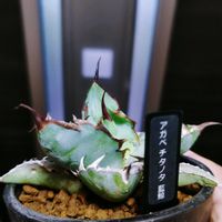 アガベ,アガベ チタノタ,アガベ　チタノタ　藍鯨,多肉植物,観葉植物の画像