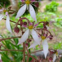 ニゲラ,ユキノシタ,ポーチュラカ ウェルデルマニー,多肉植物,我が家の庭の画像