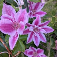 葉挿し,初心者,多肉女子,小さな庭の画像