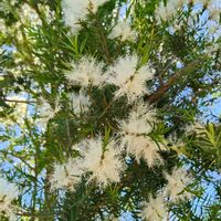 ティーツリー,ティーツリー,樹木見上げ隊,木はいいなぁの画像