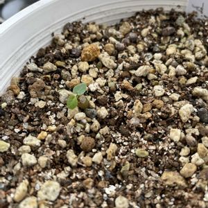 ドルステニア　エレンベッキアナ,コーデックス,ドルステニア,ドルステニア属,塊根植物(コーデックス)の画像