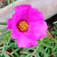 マツバボタン,花のある暮らし,植中毒,花自慢,花中毒の画像
