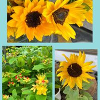 ヒペリカム,ヒマワリ,アサザ,ツリバナ,コアジサイの画像