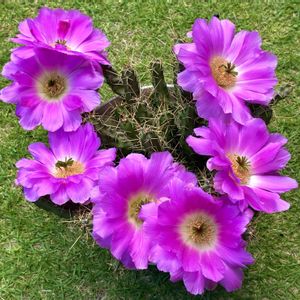 サボテン,サボテンの花,庭の花,花のある暮らし,名前は不明の画像