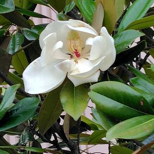 タイサンボク,タイサンボク リトルジェム,GSに感謝。,植物観察,植物散策の画像