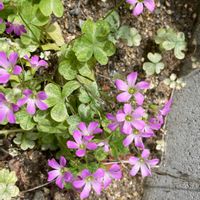 ムラサキカタバミの画像
