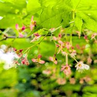 モミジ,もみじ,新緑のモミジ,お花,タネの画像