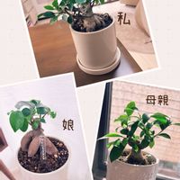 ガジュマル,3世代 ガジュマルの画像
