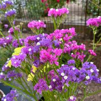 スターチス,スターチス,スターチス(ドライフラワー),ドライフラワー,花のある暮らしの画像