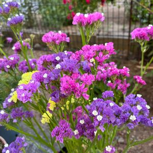 スターチス,スターチス,スターチス(ドライフラワー),ドライフラワー,花のある暮らしの画像