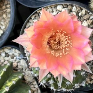 サボテン,サボテンの花,いとみのサボテンの画像