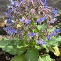 ボリジ,ハーブ,青い花,お庭の花たち,花と暮らすの画像